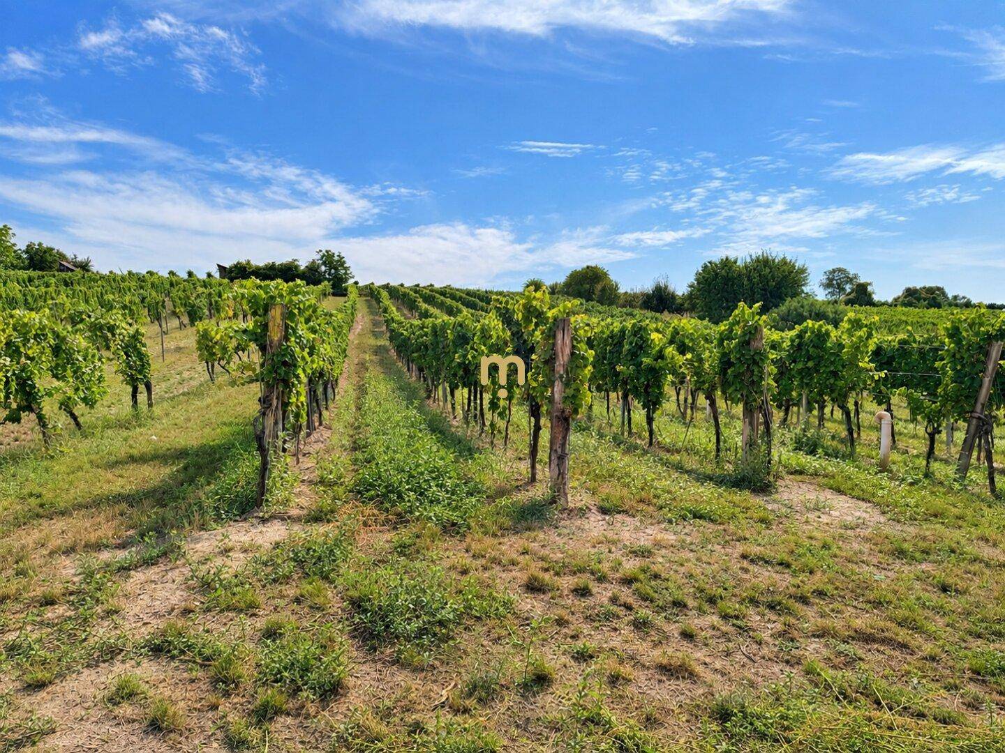 Weitläufiger Weinberg unter strahlend blauem Himmel, der sich über sanfte Hügel erstreckt.