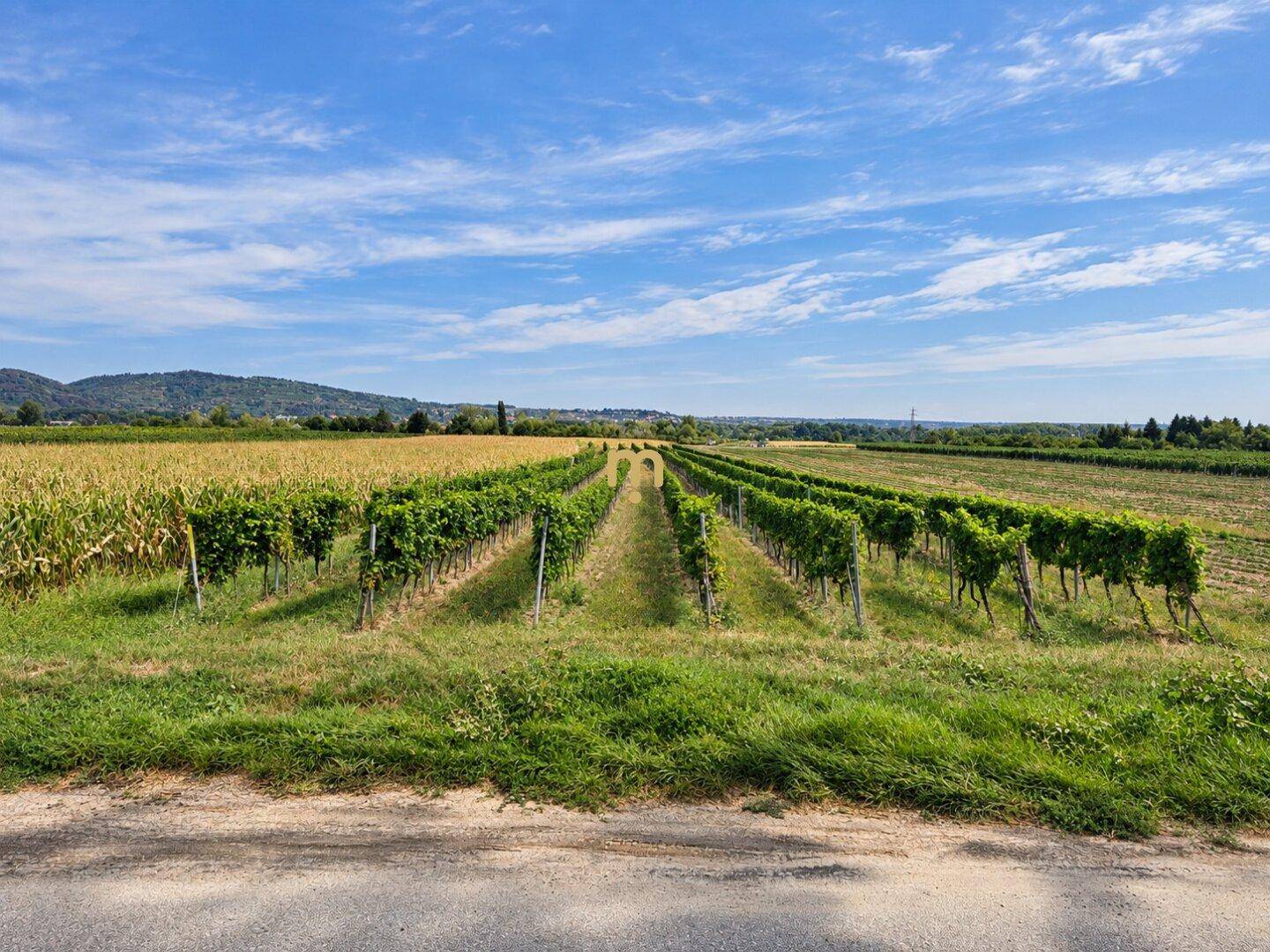 Malerischer Weinberg neben einem Maisfeld mit weitem Blick auf die ländliche Umgebung und Hügel.
