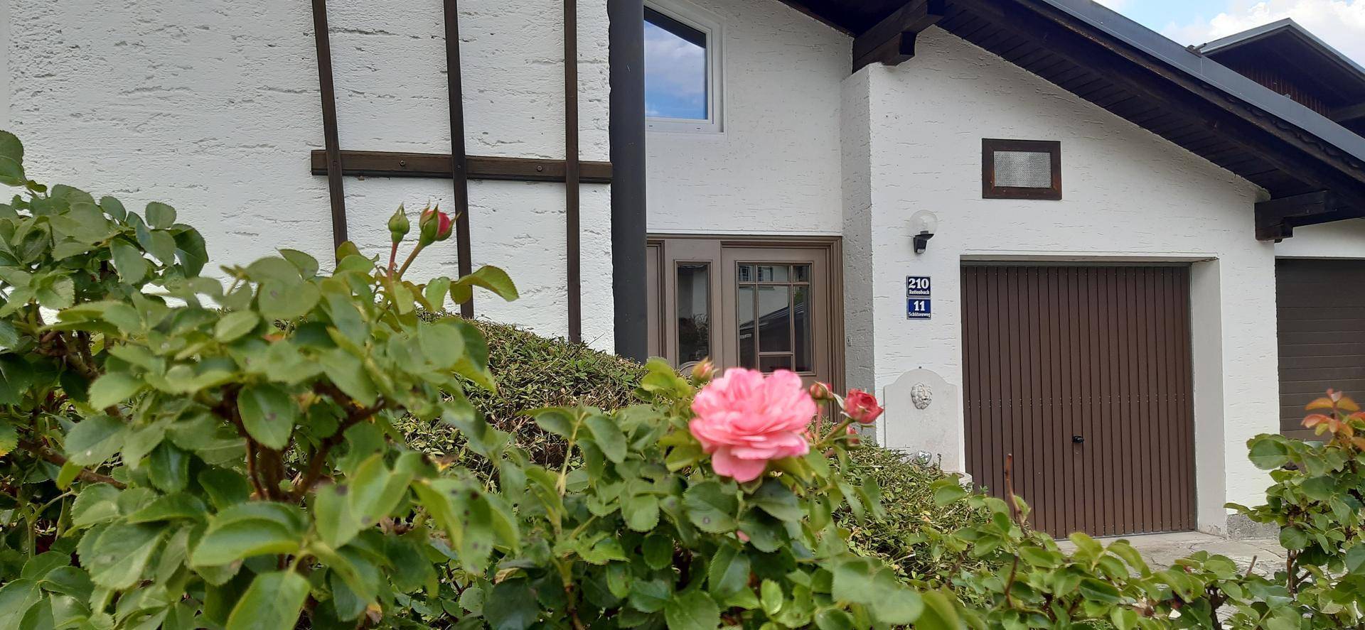 Rosa Rosenbusch vor der weißen Hausfassade und der braunen Garagentür.