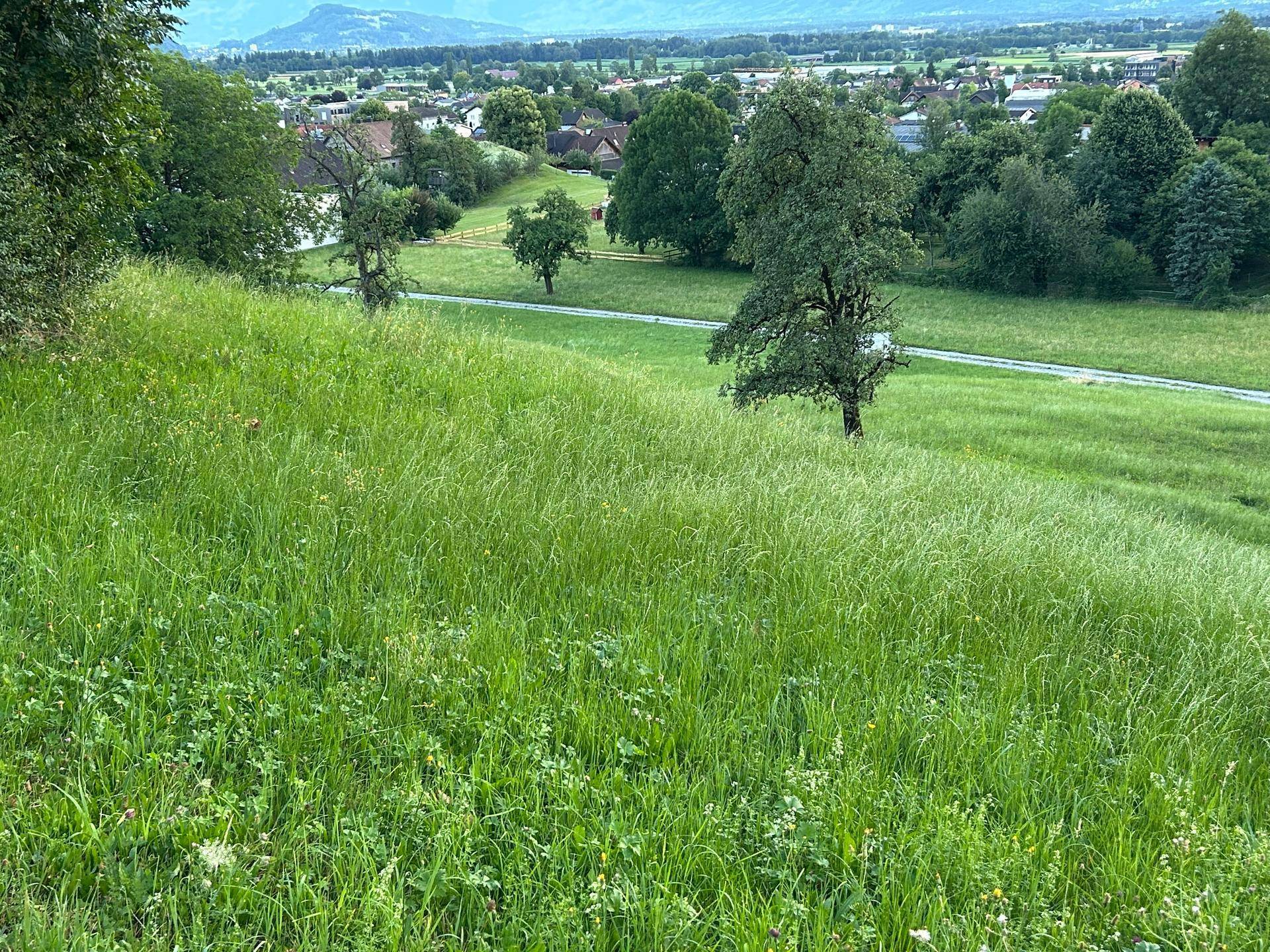 Weitläufige grüne Wiese mit einzelnen Bäumen und einem Dorf in der Ferne unter bewölktem Himmel.