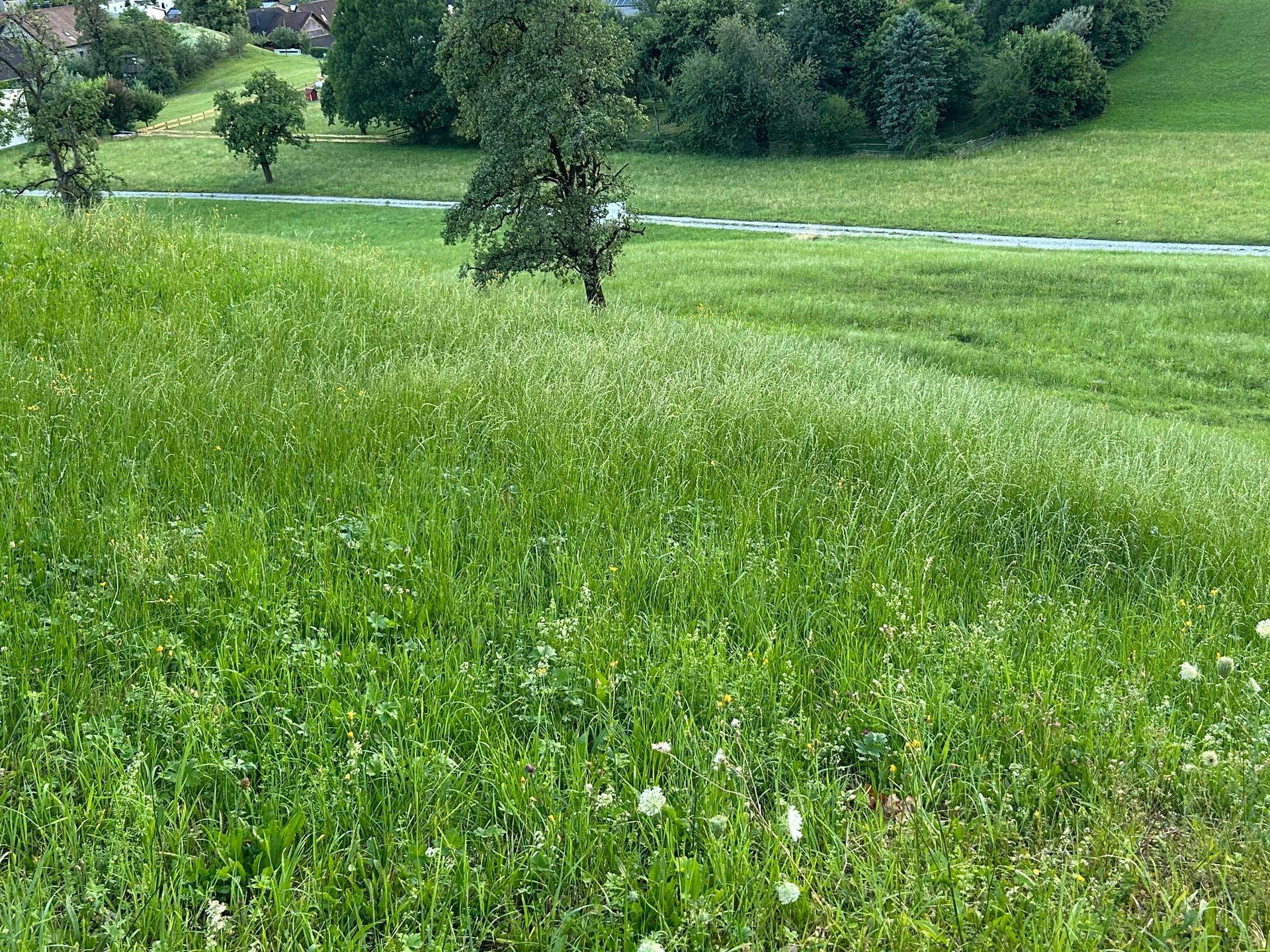 Üppige grüne Wiese mit Wildblumen und vereinzelten Bäumen, die eine ländliche Szenerie bilden.