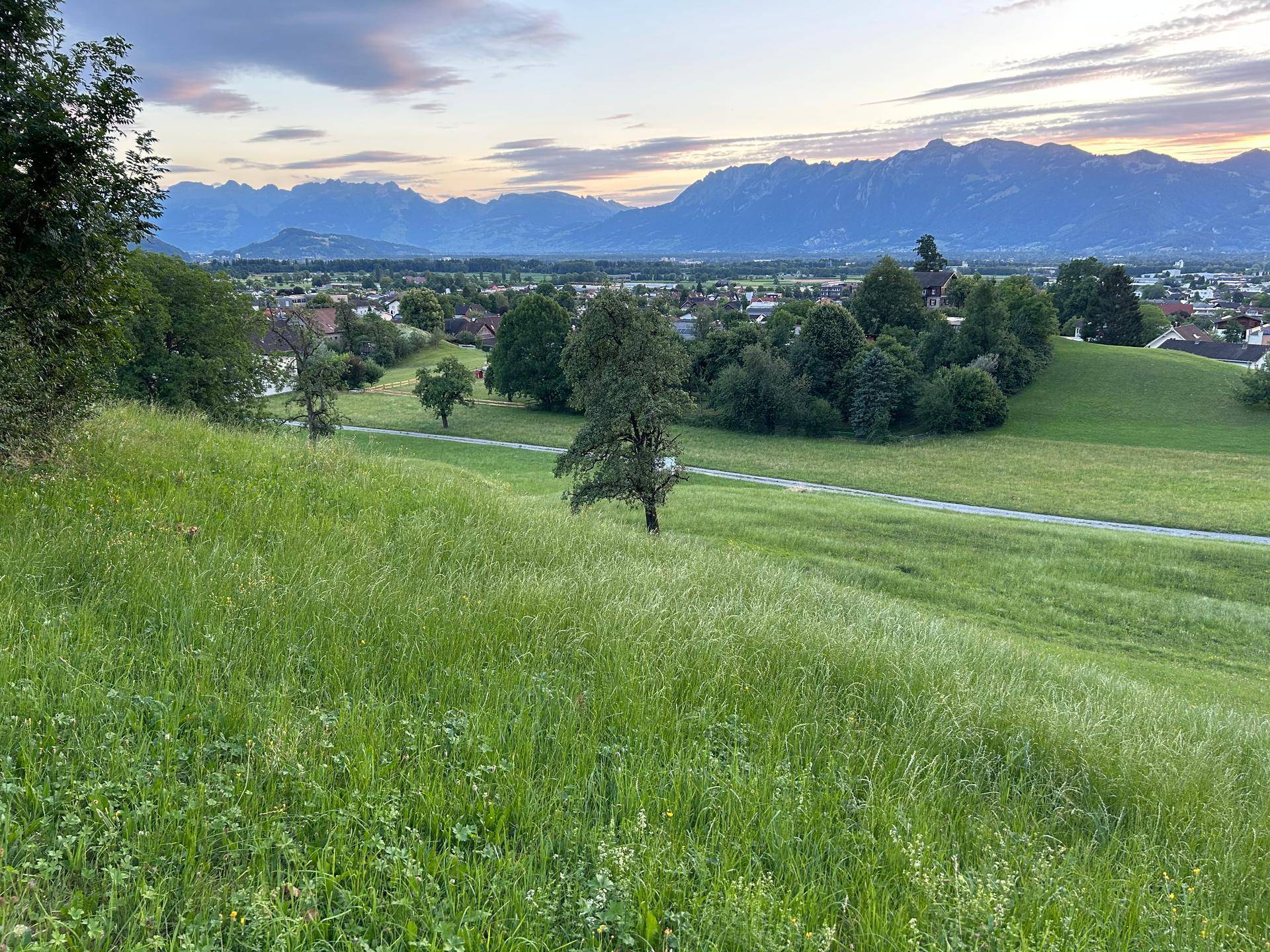 Sanfte grüne Hügel mit einem einzelnen Baum, der die Landschaft prägt, und Bergen am Horizont.