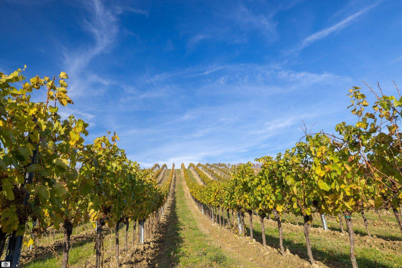 Weitläufige Weinberge unter strahlend blauem Himmel mit Blick in die Ferne.