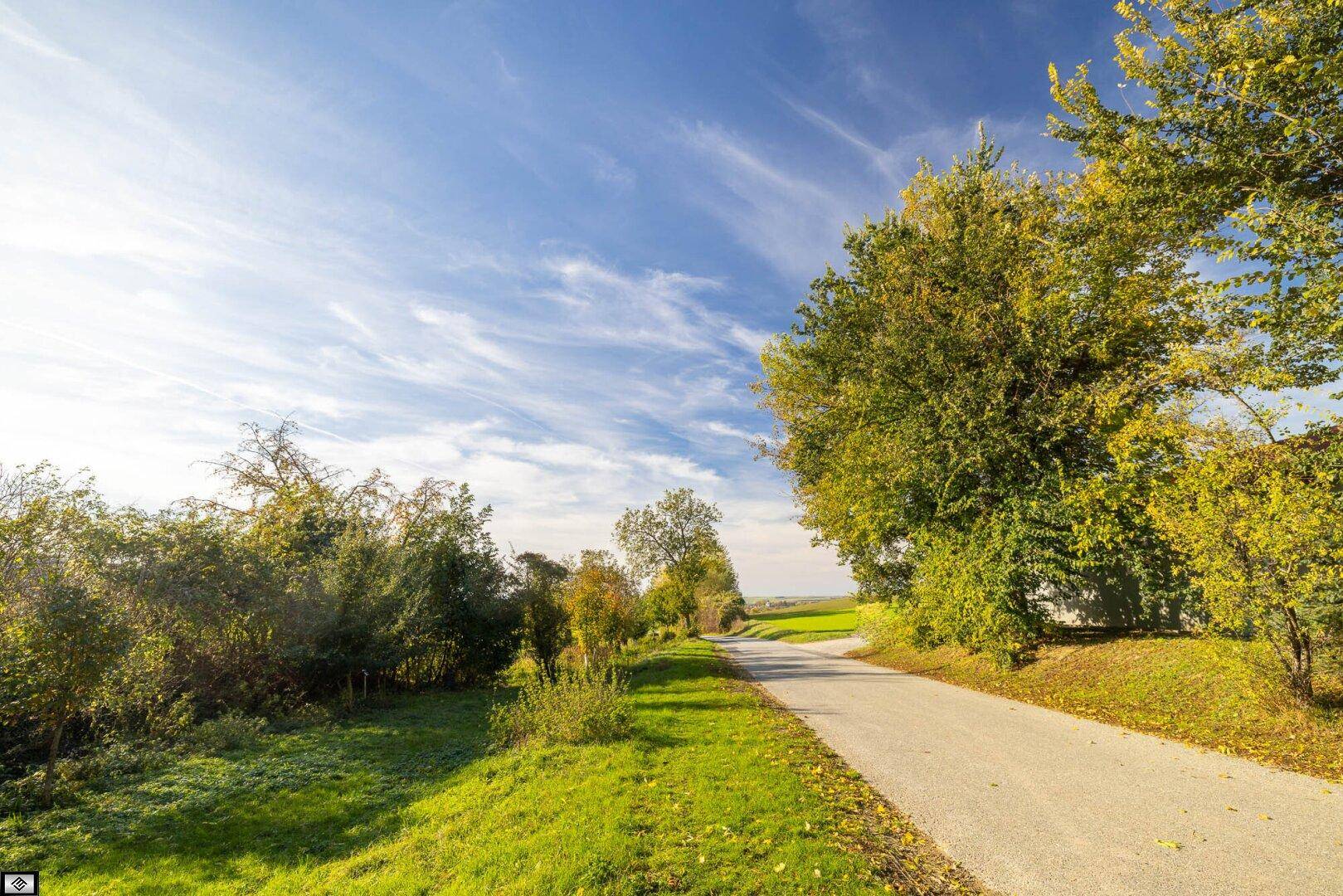 Ländliche Straße umgeben von grünen Bäumen und Feldern unter weitem Himmel.