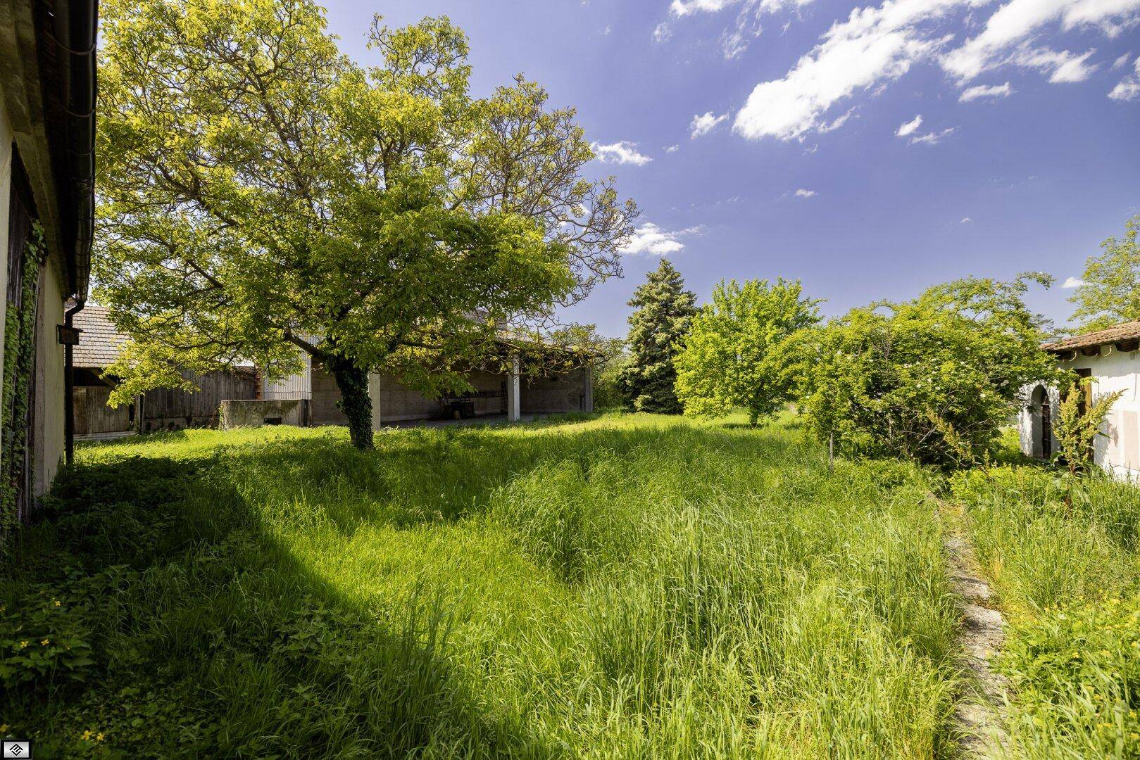 Großer, naturbelassener Garten mit hohen Bäumen und viel Grünfläche.