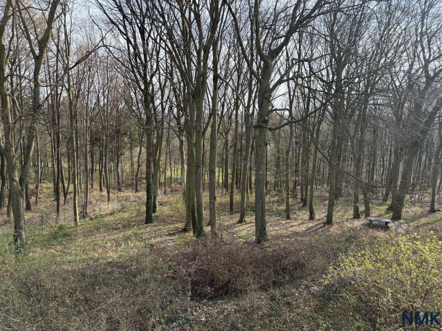 Dichter Wald mit kahlen Bäumen und Unterholz, eine Bank ist im Hintergrund erkennbar.
