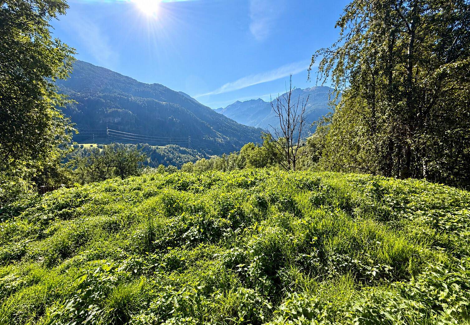 Malerische Berglandschaft mit dichtem Wald und strahlendem Sonnenschein über dem Tal.
