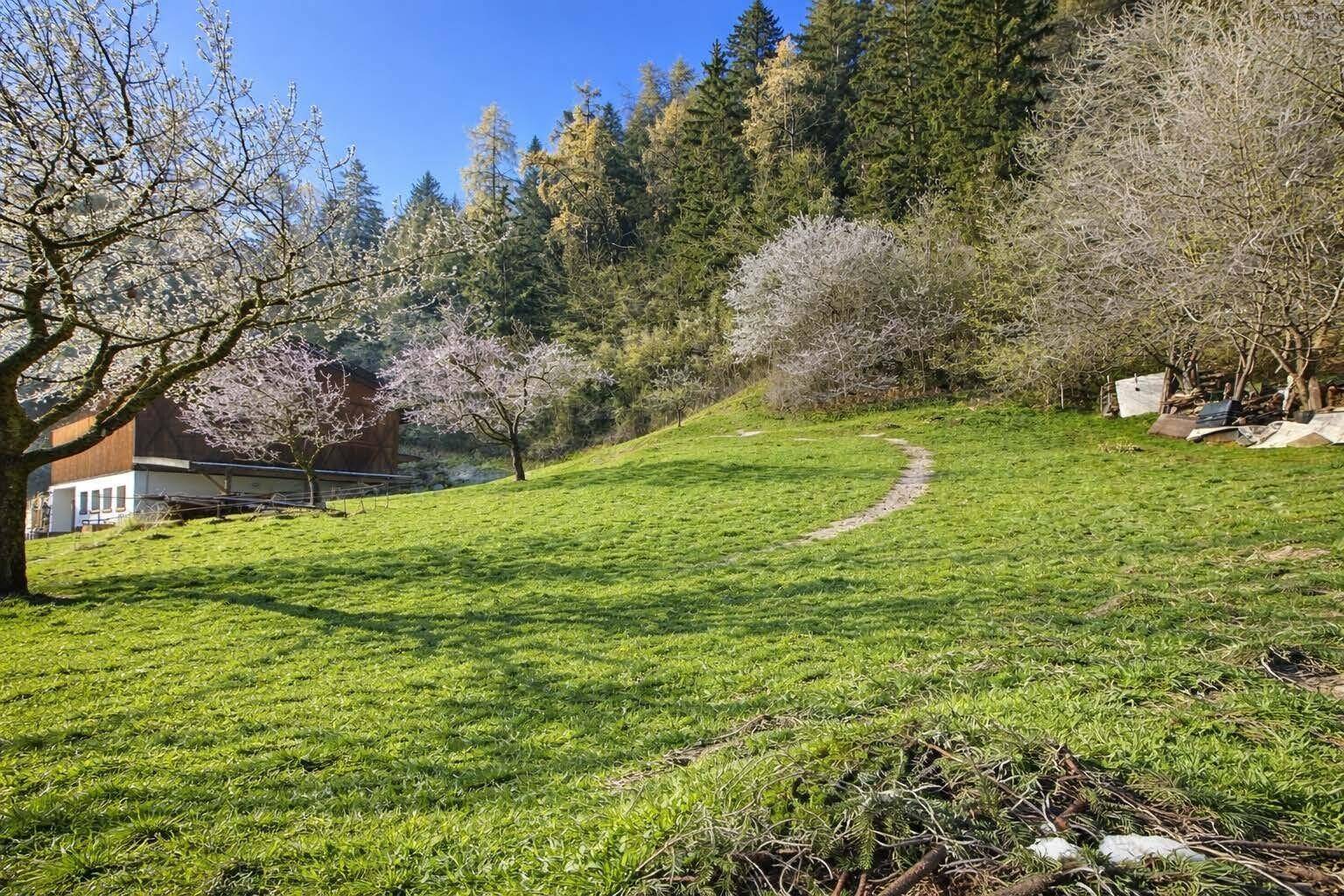Sonnige Gartenlandschaft mit blühenden Bäumen, einem Pfad und einem Haus im Hintergrund.
