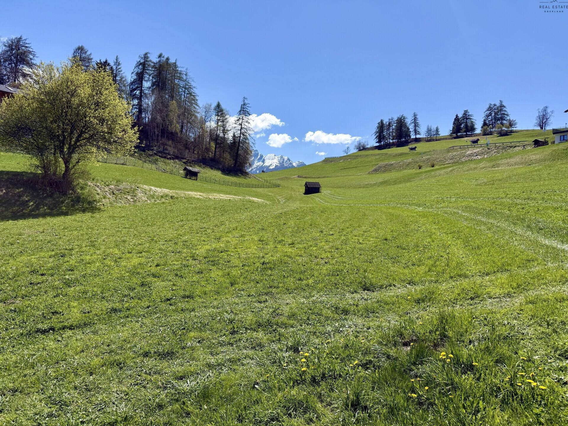 Weite grüne Hügellandschaft mit vereinzelten Bäumen und schneebedeckten Berggipfeln in der Ferne unter klarem Himmel.