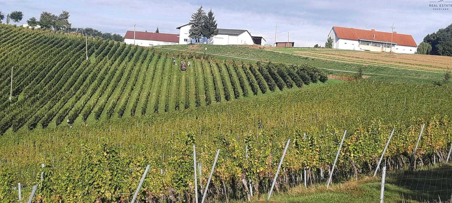 Terrassierte Weinberge an einem Hang mit landwirtschaftlichen Gebäuden in der Ferne, die eine weite Aussicht bieten.