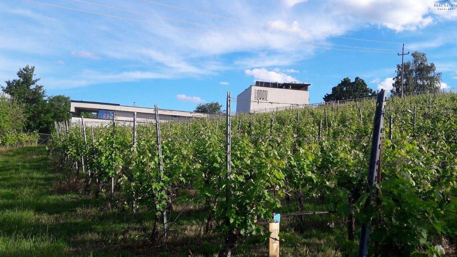 Weinberg mit jungen Reben und einem modernen Weingutgebäude im Hintergrund unter bewölktem Himmel, der eine ruhige Atmosphäre schafft.