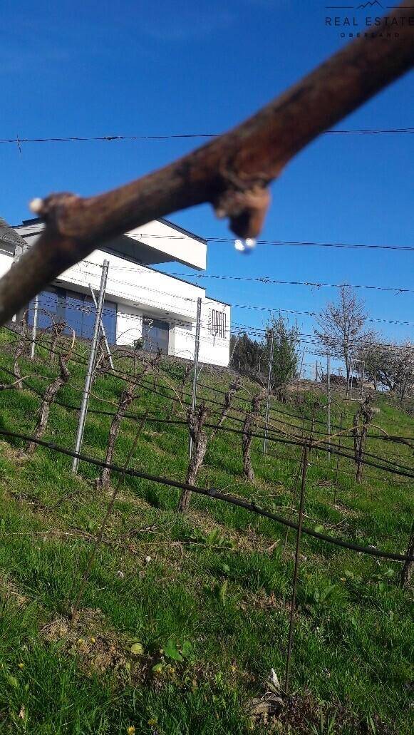 Weinberg im Frühling mit kahlen Reben und einem modernen Gebäude im Hintergrund unter klarem Himmel, der die Szene erhellt.