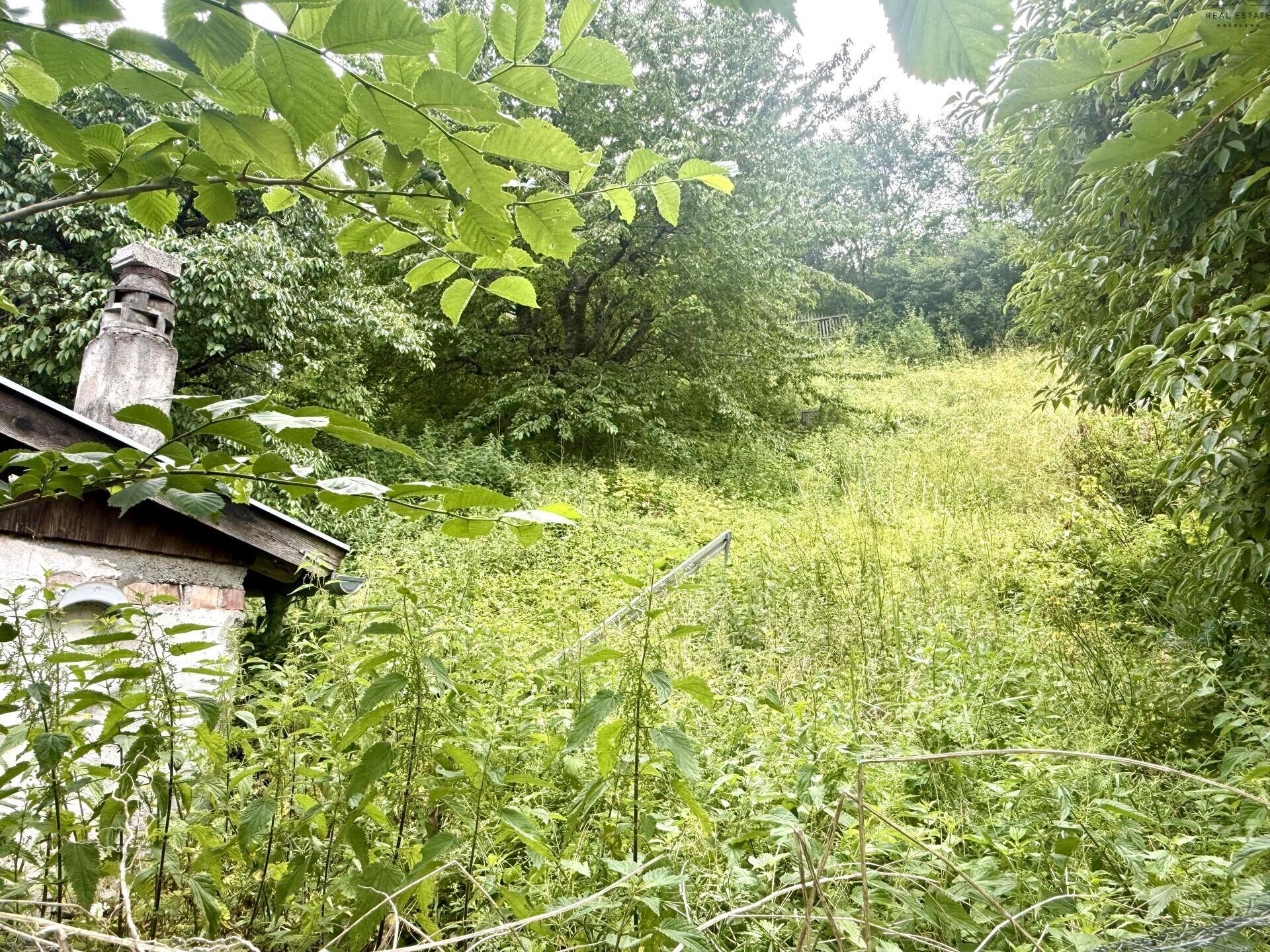 Überwuchertes Gartengrundstück mit hohem Gras und Bäumen, bietet viel Potenzial.