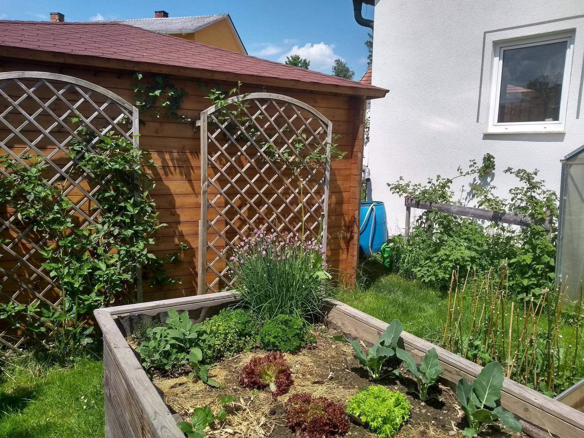 Erhöhtes Hochbeet mit verschiedenen Gemüsepflanzen neben einem Holzschuppen im Garten.
