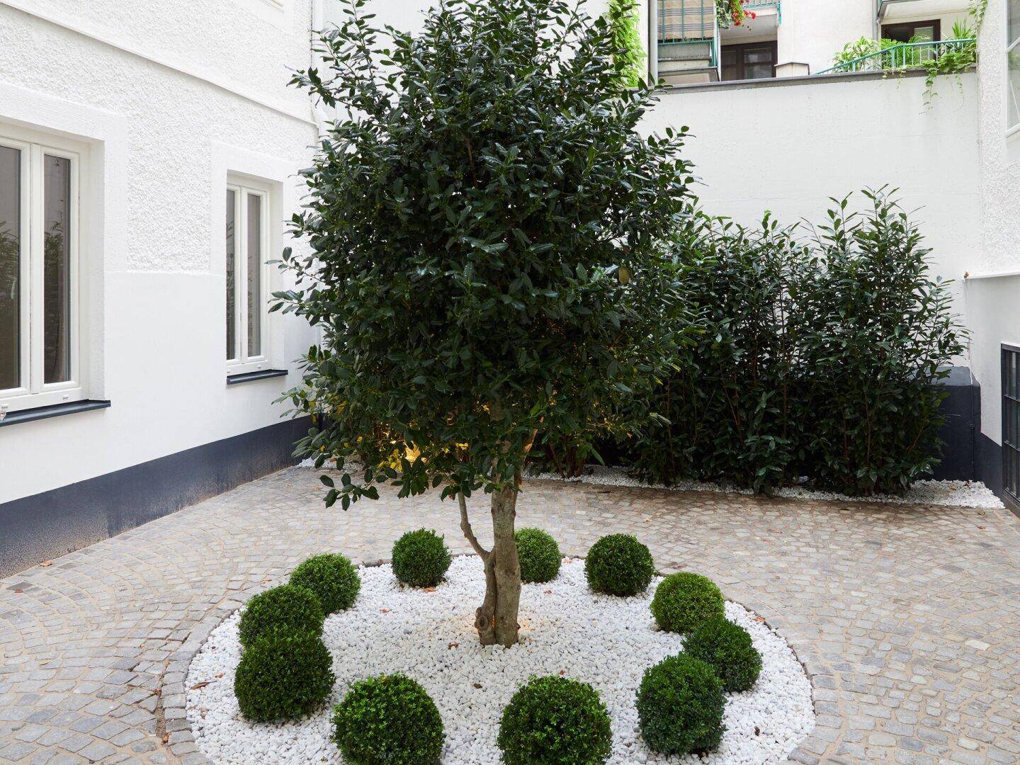 Gepflegter Innenhof mit einem Baum, Buchskugeln und weißem Zierkies.