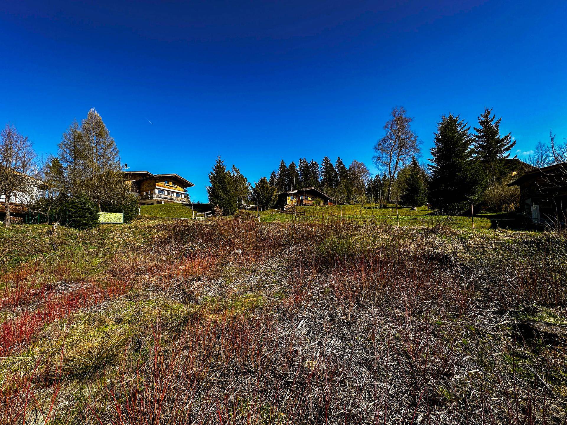 Weitläufige grüne Hügellandschaft mit vereinzelten Häusern und hohen Nadelbäumen unter blauem Himmel.
