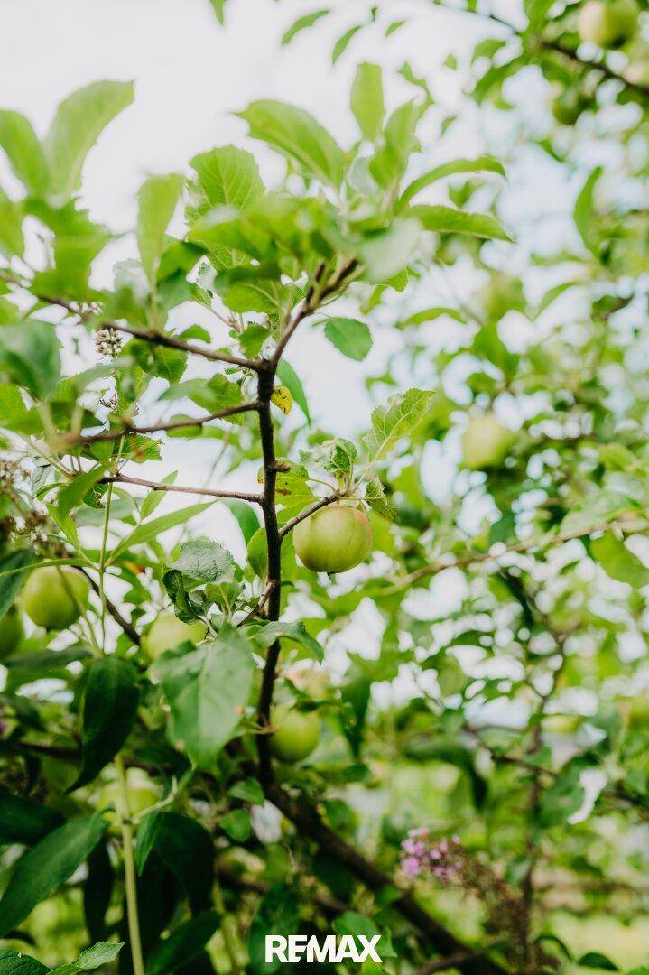 Frische grüne Äpfel hängen an einem Baum im Garten.