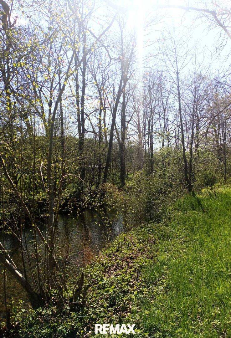 Bachlauf in einem bewaldeten Gebiet mit frischem Grün am Ufer unter hellem Frühlingslicht.