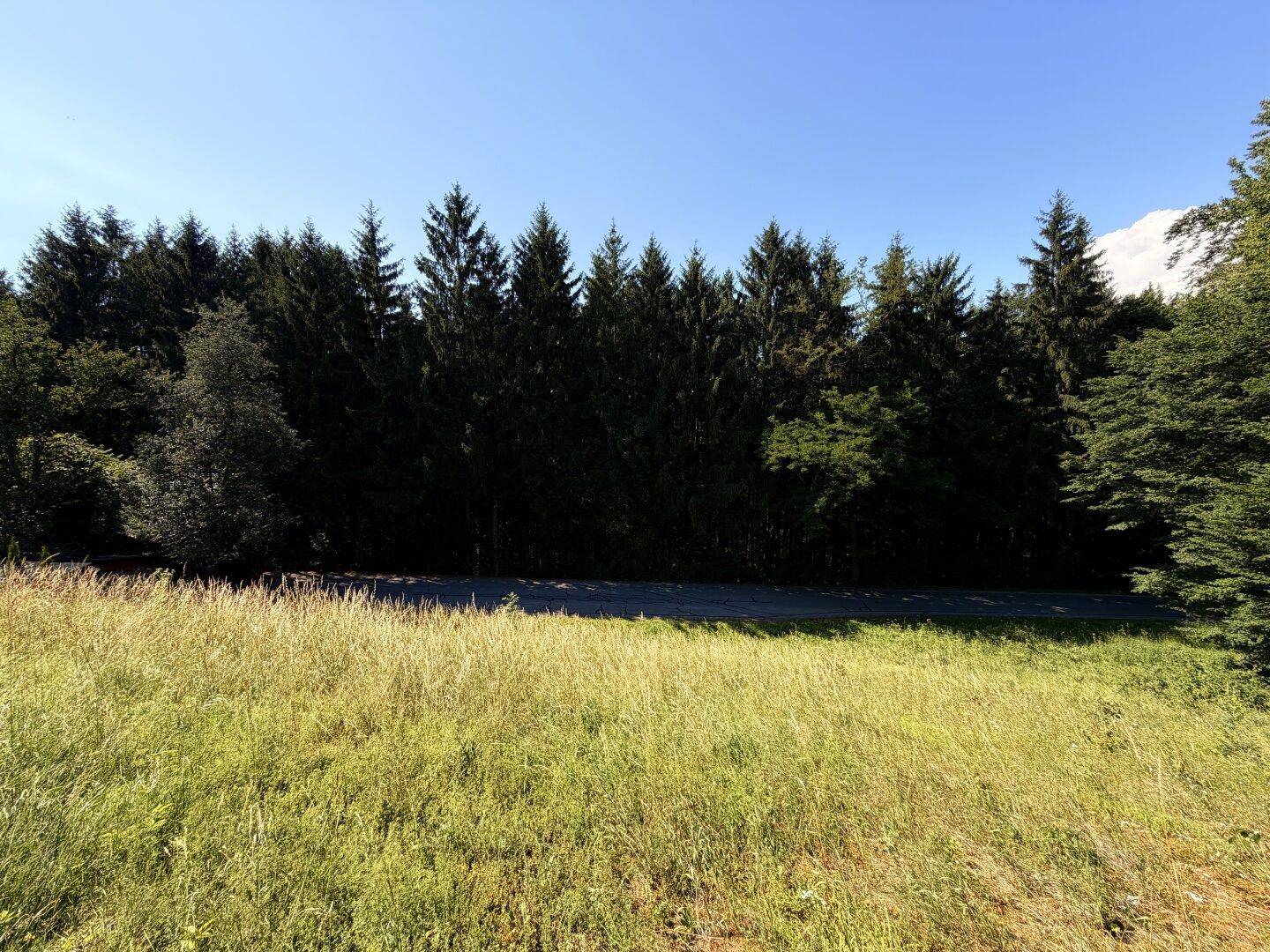 Weite grüne Wiese mit dichtem Waldrand und klarem blauem Himmel im Hintergrund.