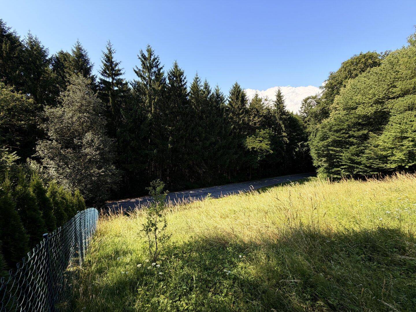 Sonnige Wiese mit Zaun, Wald und schneebedeckten Berggipfeln am Horizont unter blauem Himmel.