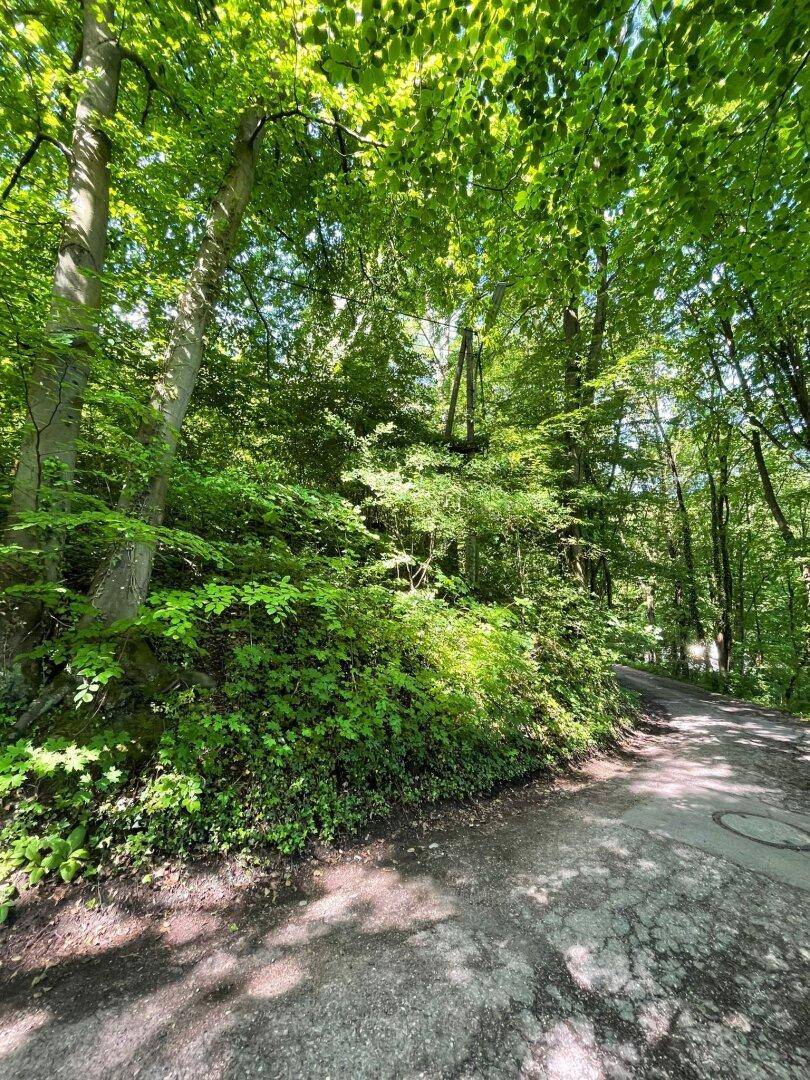 Ein idyllischer Waldweg, der von üppigem Grün und hohen Bäumen umgeben ist, mit Sonnenlicht, das durch die Blätter fällt.