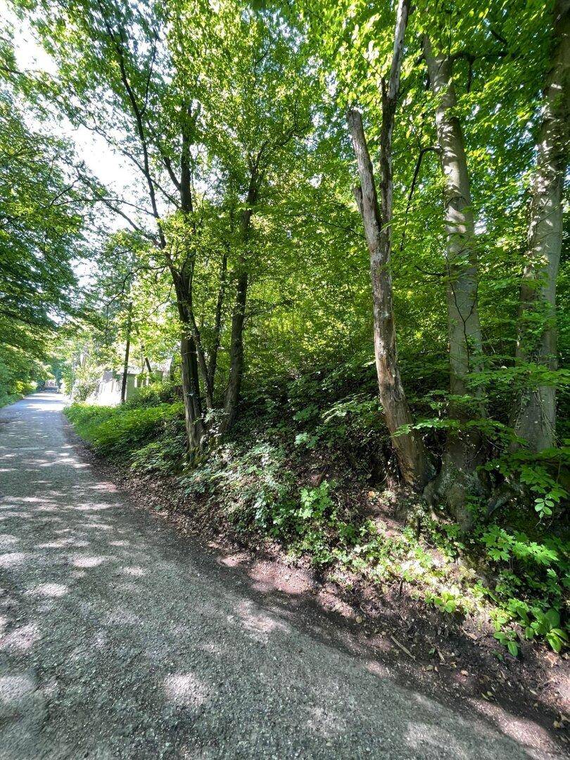 Ein ruhiger Waldweg mit Blick auf eine entfernte Struktur, umgeben von reicher Vegetation und hohen Bäumen.