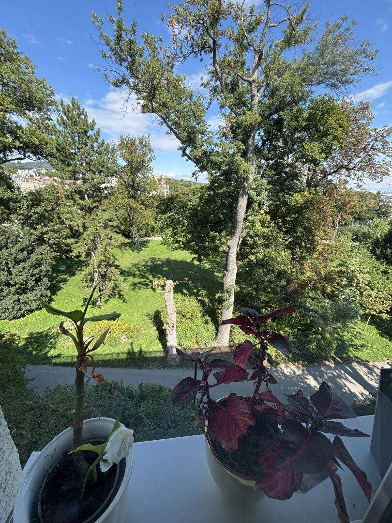 Blick aus dem Fenster auf eine weitläufige grüne Parklandschaft mit hohen Bäumen.