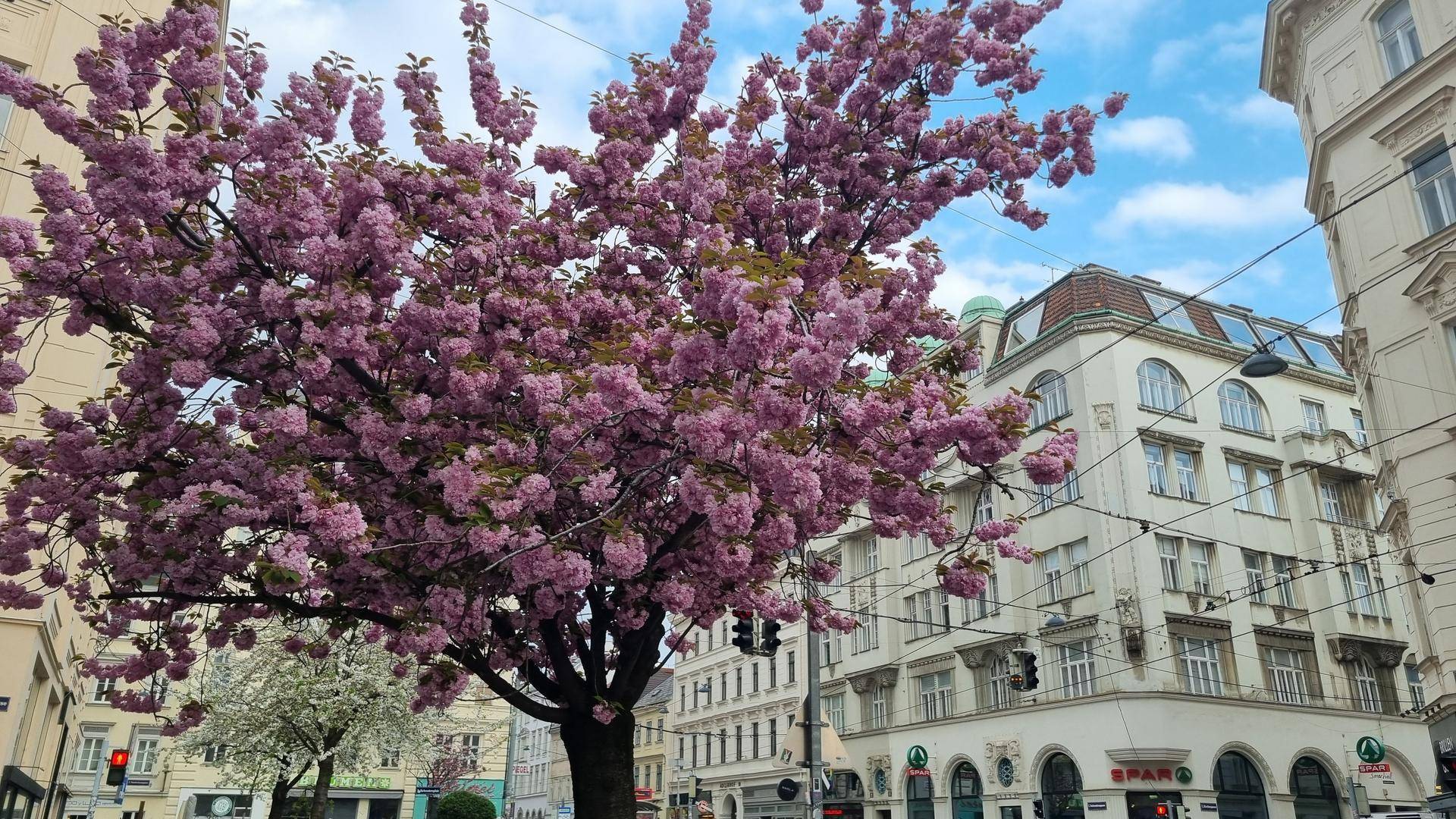 Blühender Baum in voller Pracht auf einer städtischen Straße mit historischen Gebäuden im Hintergrund.
