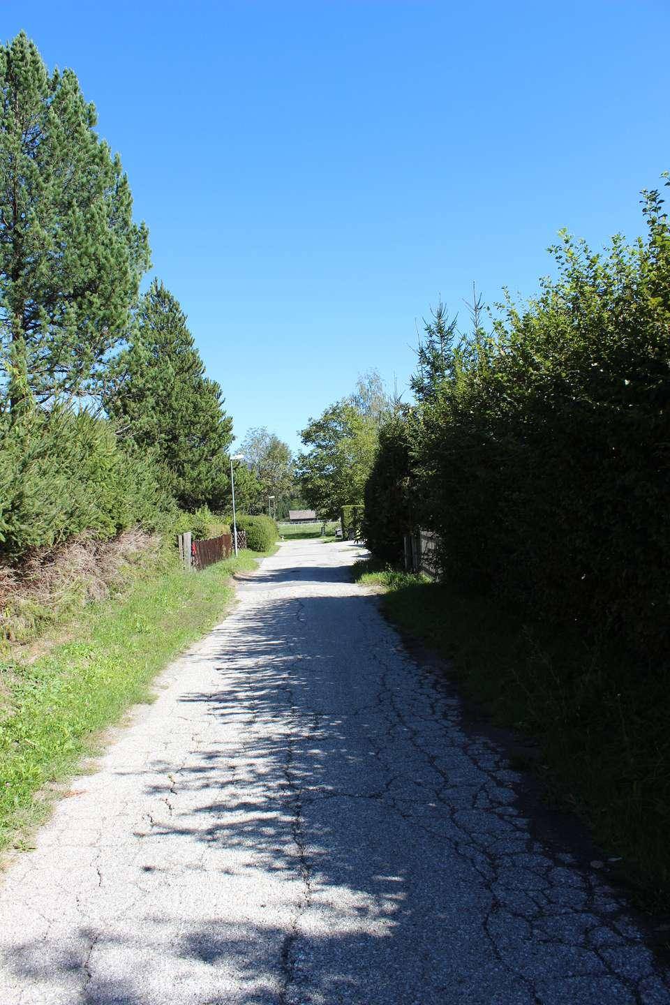 Ländlicher Weg umgeben von Bäumen und Hecken unter klarem blauem Himmel.