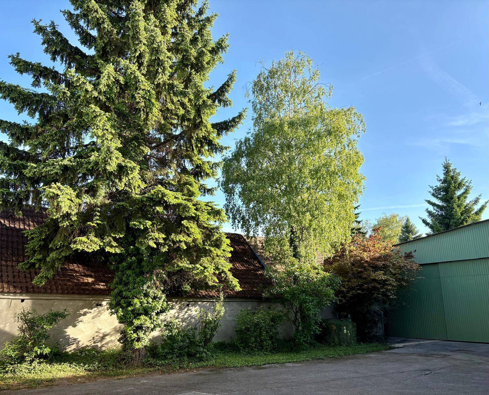 Grüner Gartenbereich mit hohen Bäumen und sonniger Atmosphäre am Nachmittag.