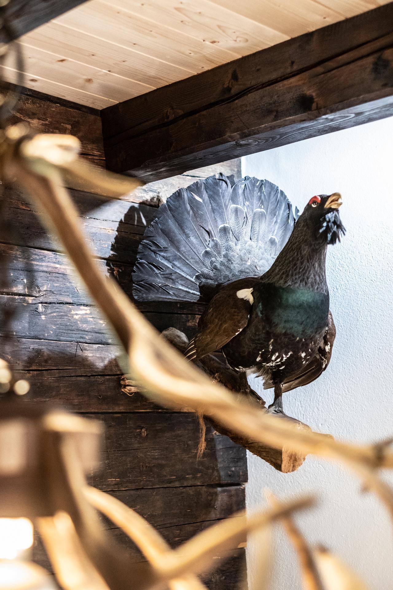 Detailaufnahme eines Auerhahns als traditionelle Dekoration im Essbereich.