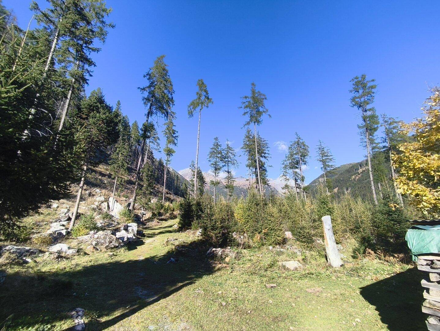 Malerische Waldlandschaft mit hohen Bäumen und einem Wanderweg, umgeben von alpiner Natur.