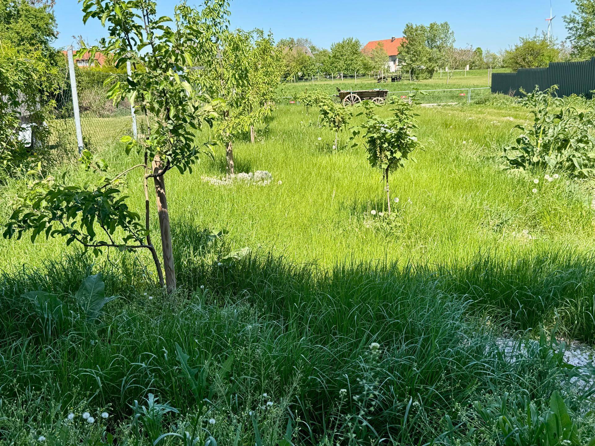 Weitläufiger Gartenbereich mit jungen Obstbäumen und hohem Gras, umgeben von ländlicher Natur.