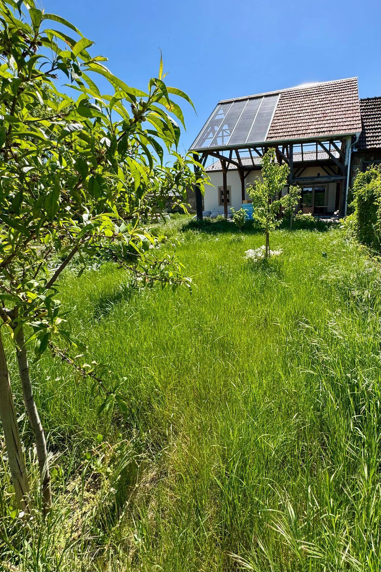 Großer, sonniger Garten mit jungen Obstbäumen und Blick auf das renovierte Haus.