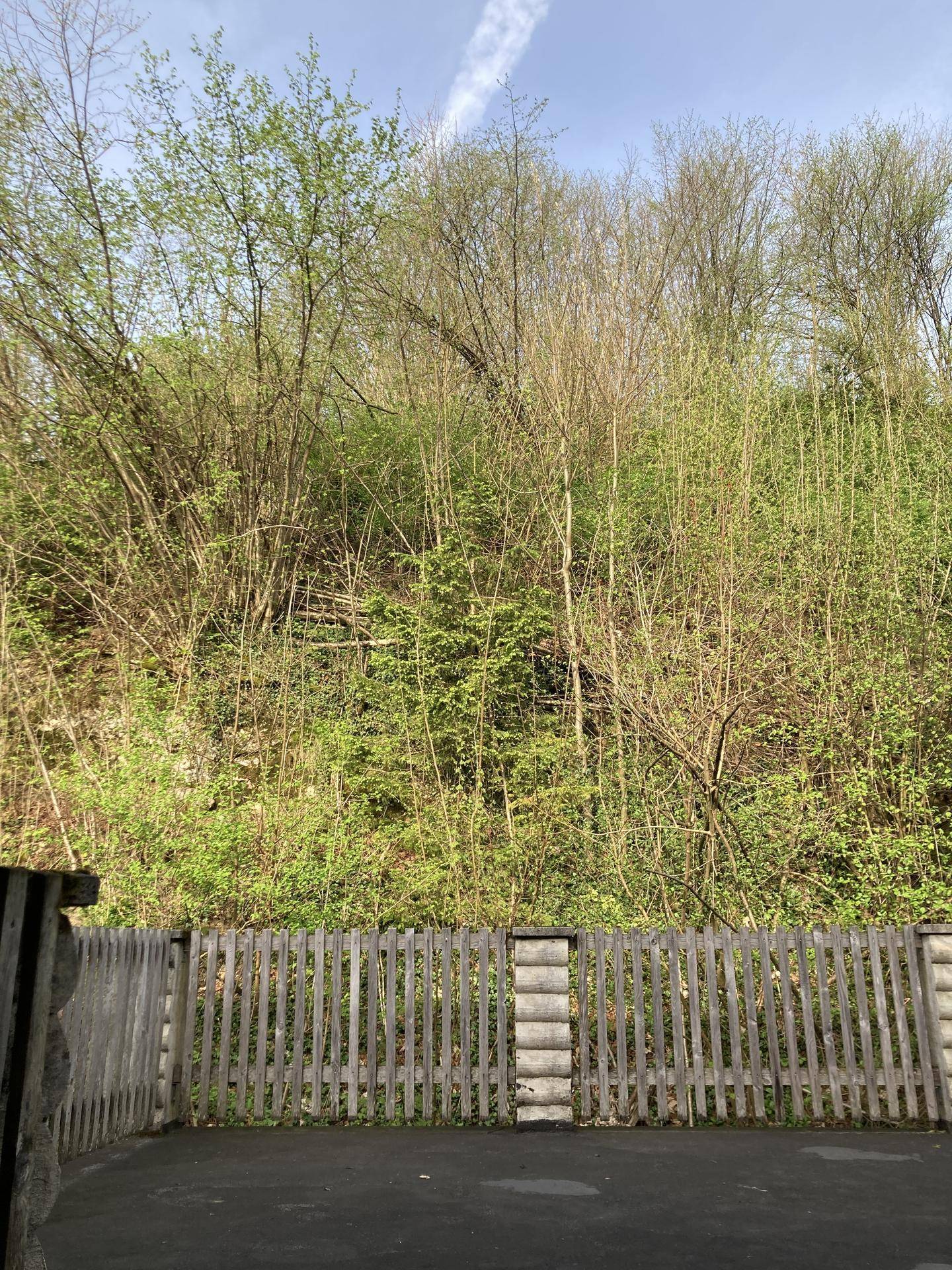 Hinterhofbereich mit Holzzaun und üppiger grüner Vegetation an einem bewaldeten Hang im Hintergrund.