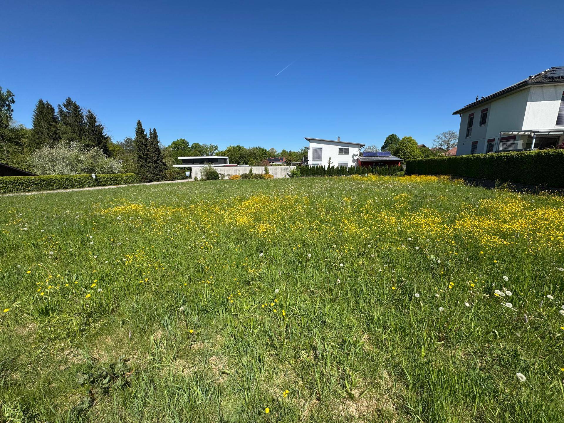 Sonnige Wiese mit gelben Blumen auf einem unbebauten Grundstück in ländlicher Umgebung.
