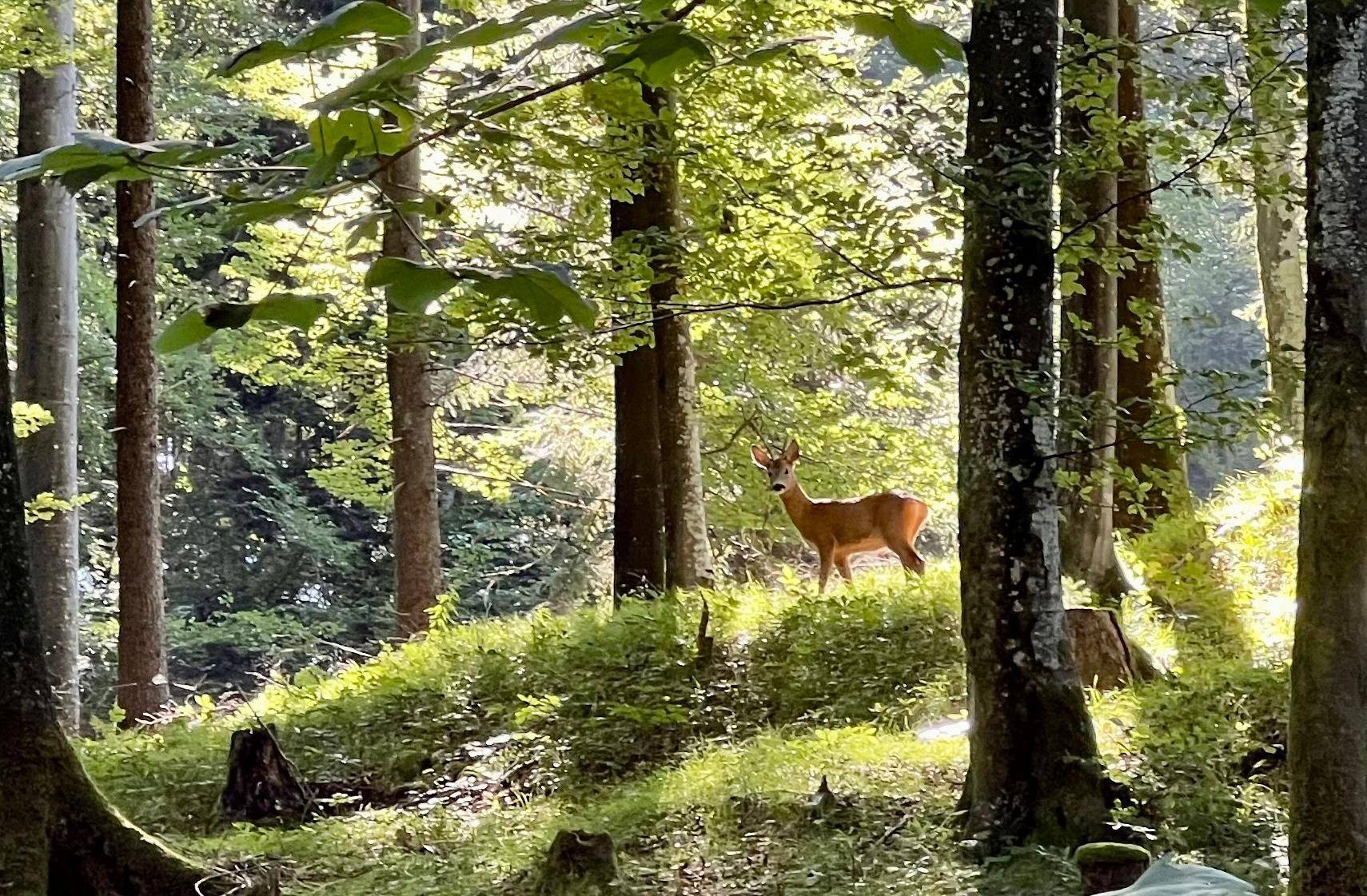 Ein Reh steht im sonnigen Wald, der das Grundstück umgibt und eine idyllische Naturkulisse bietet.