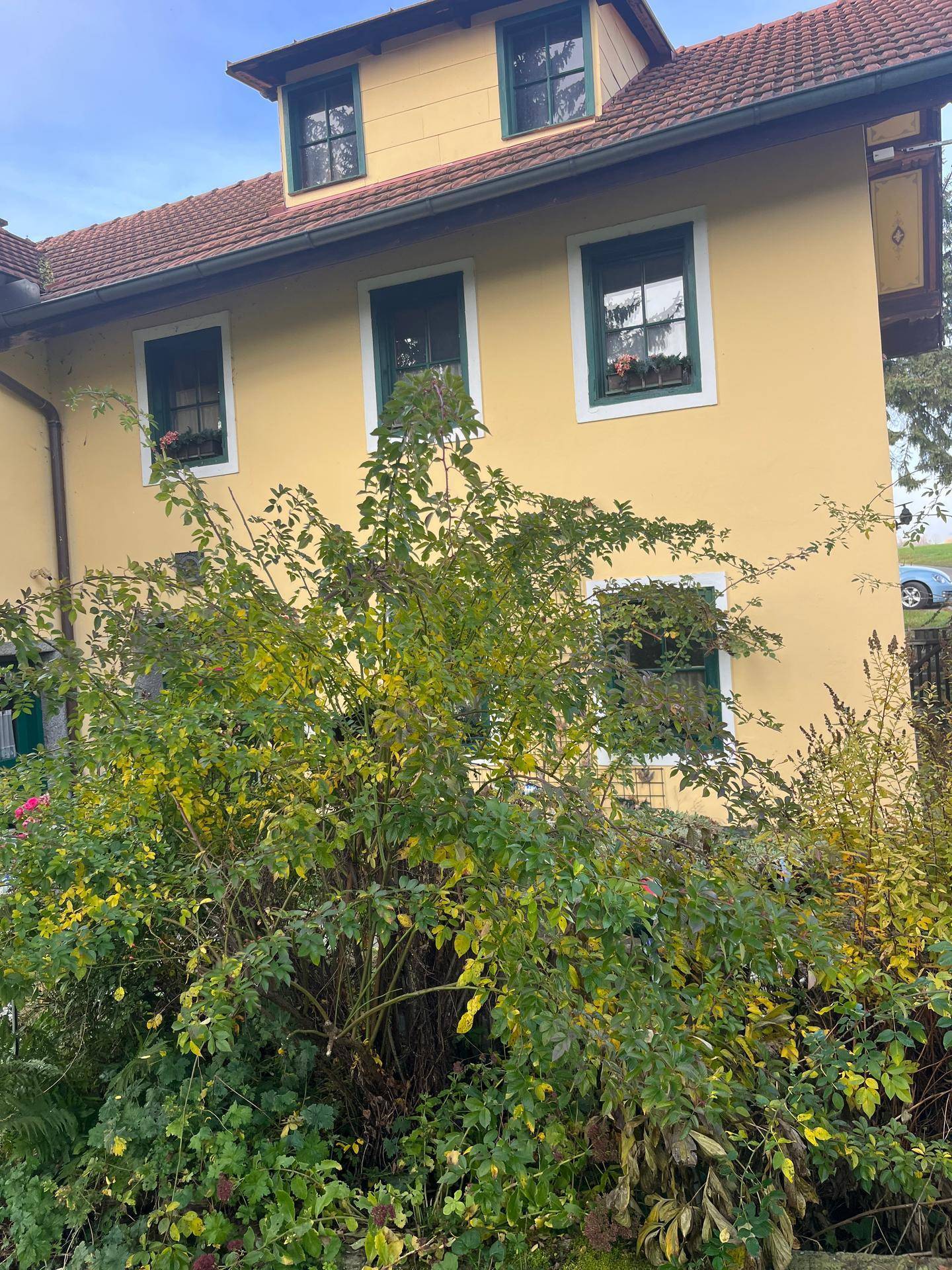Detailansicht der gelben Fassade eines Landhauses mit grünen Fensterläden und üppigem Buschwerk im Garten.