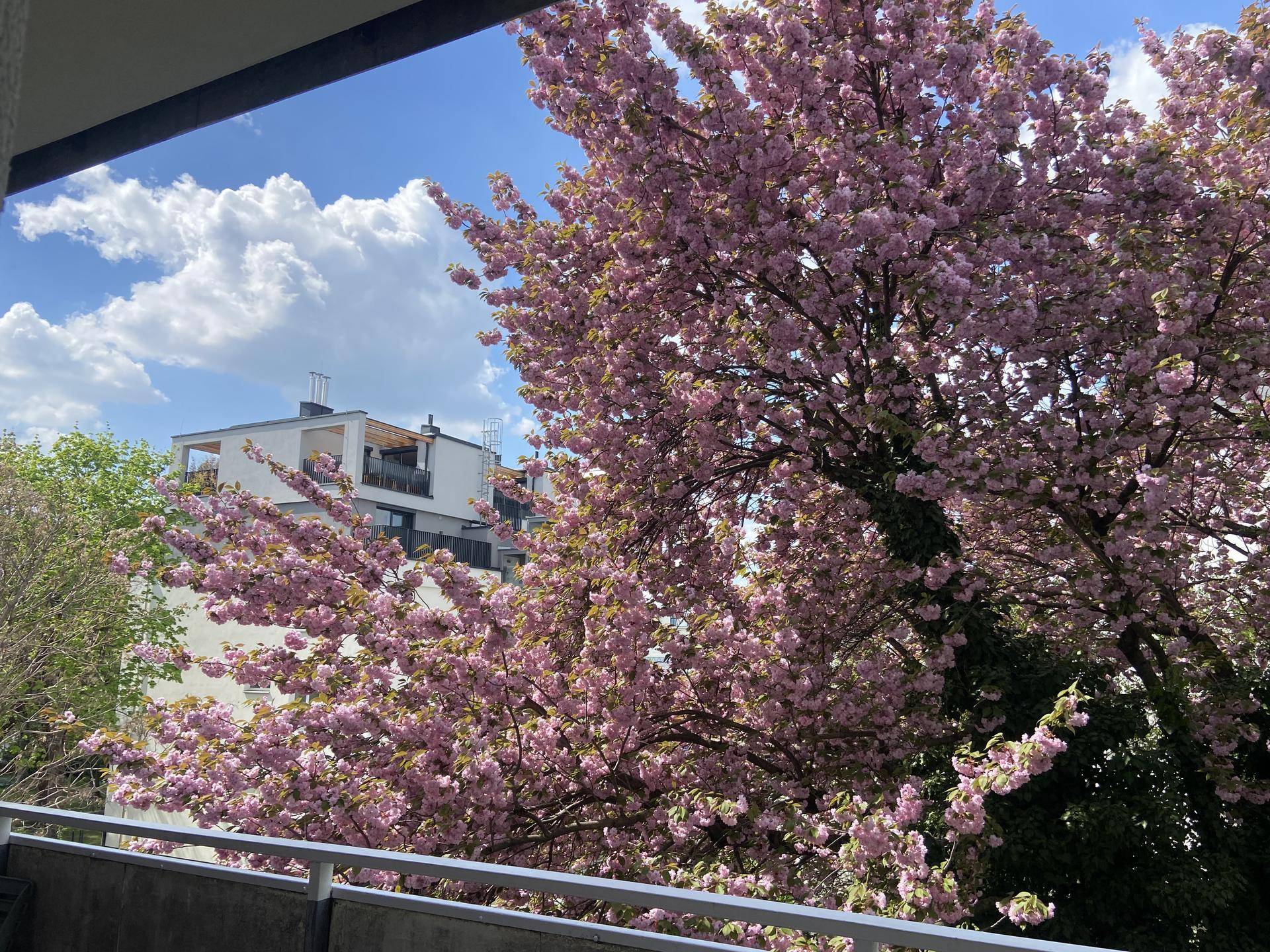 Blick vom Balkon auf einen blühenden Baum und ein modernes Gebäude im Hintergrund unter blauem Himmel.