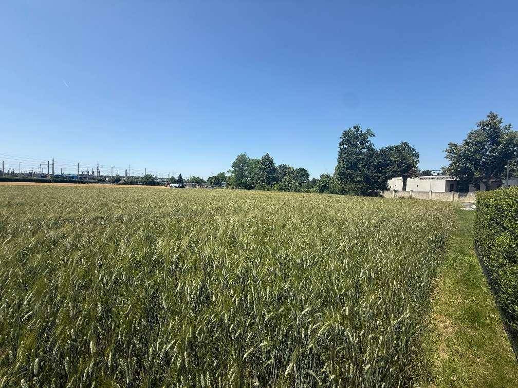 Ausgedehntes grünes Feld mit einer Hecke am Rand, im Hintergrund sind Gebäude und Infrastruktur zu erkennen.