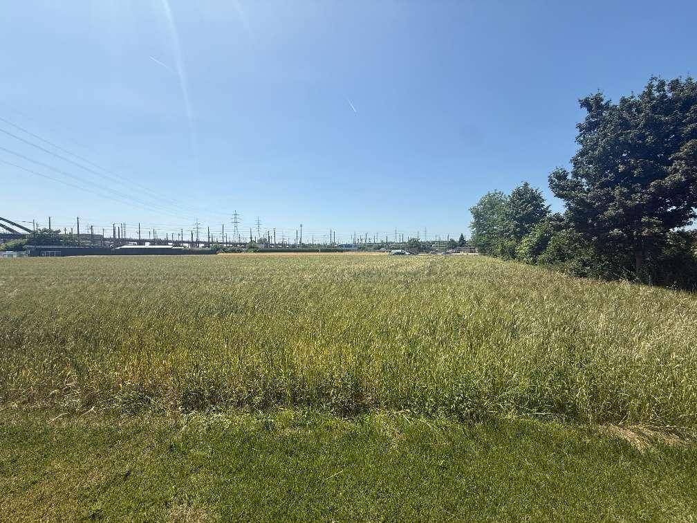 Weitläufiges Feld mit grünen Pflanzen unter blauem Himmel, im Hintergrund sind Bahngleise und Stromleitungen sichtbar.