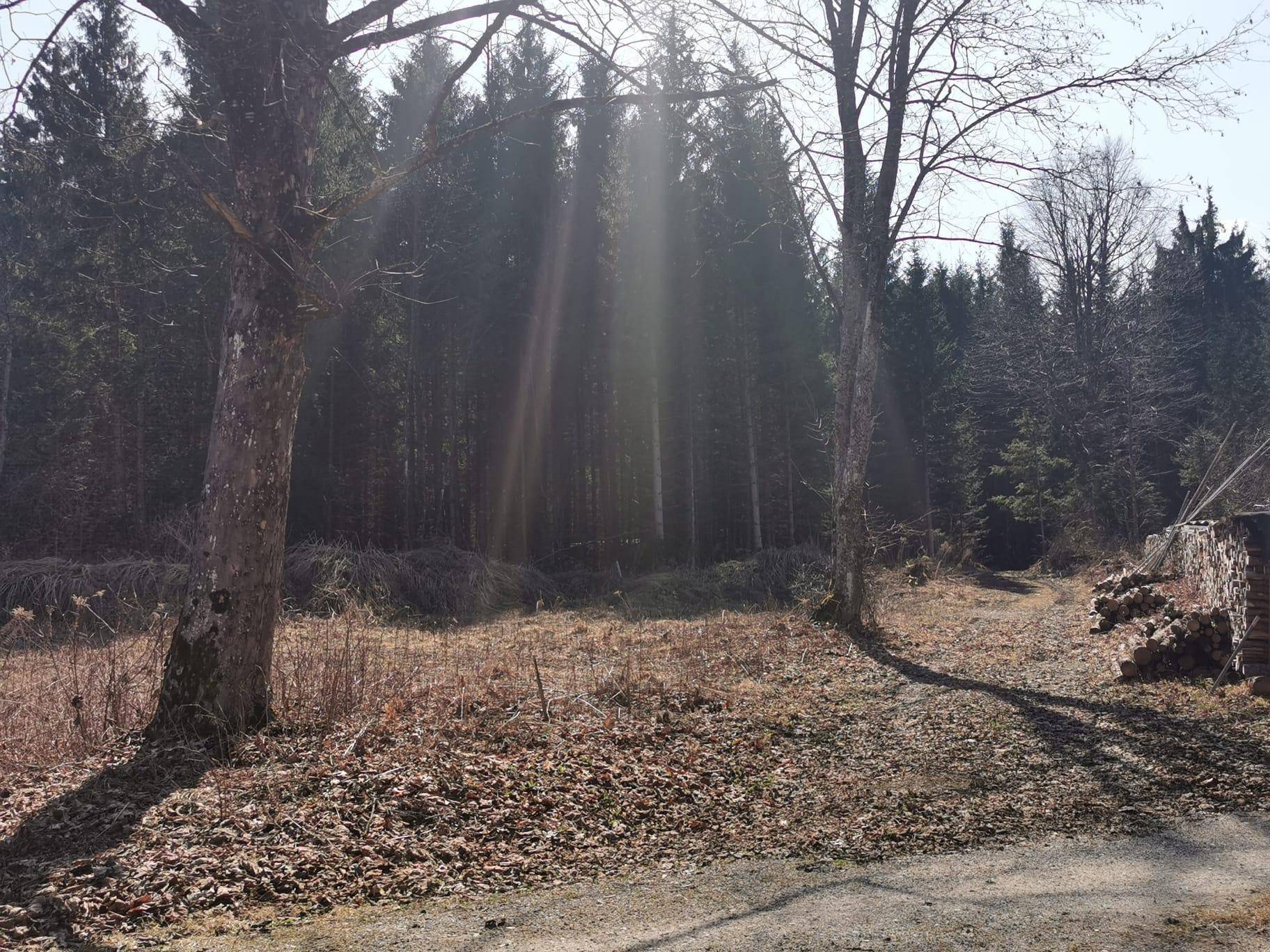 Waldrand mit hohen Bäumen und Sonnenstrahlen, die durch das Blätterdach dringen und den Boden erhellen.