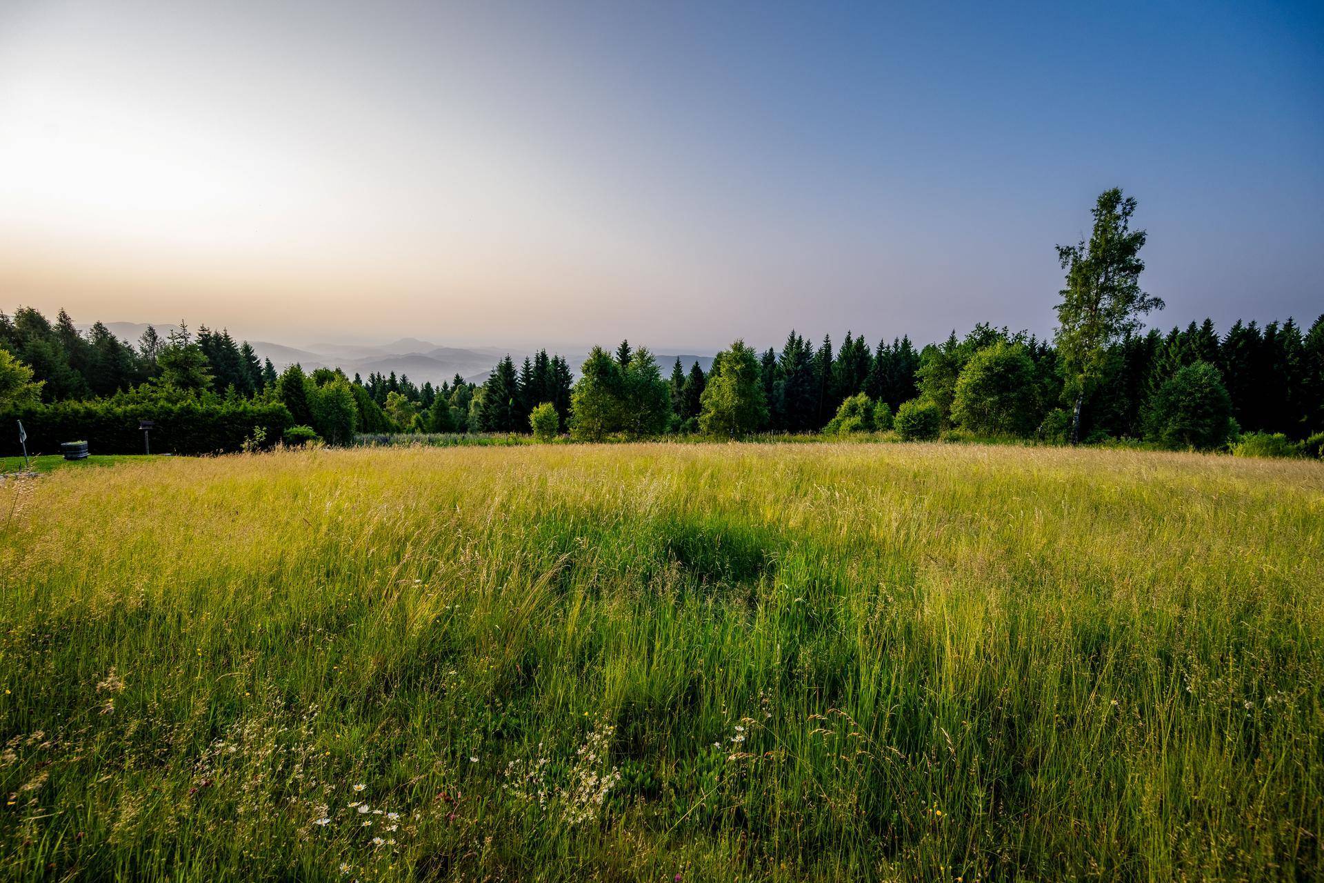 Weite grüne Wiese mit hohem Gras und bewaldeten Hügeln im Hintergrund unter klarem Himmel.