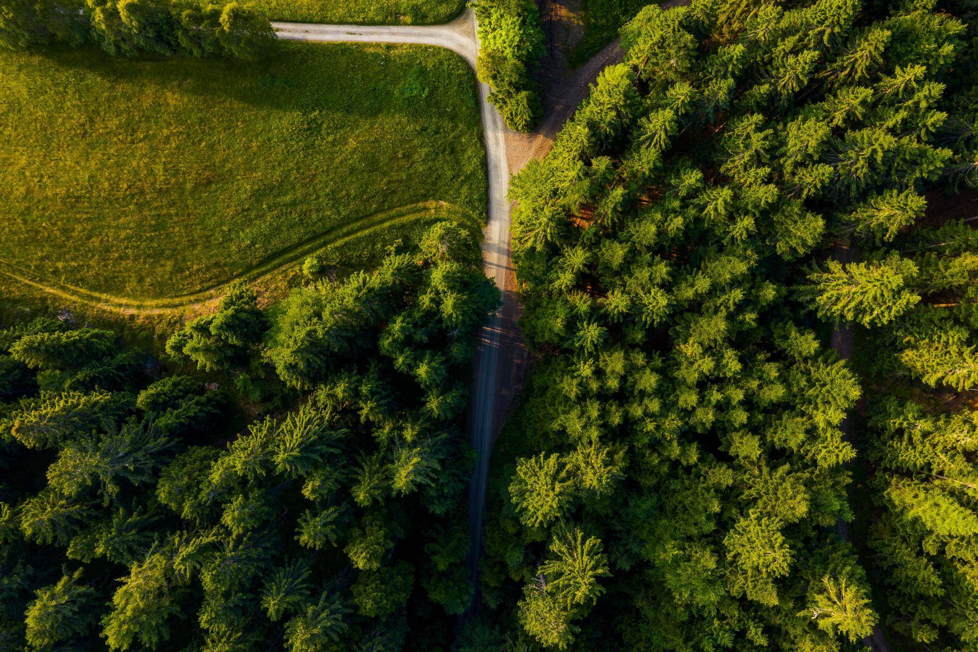 Vogelperspektive auf einen Feldweg, der sich durch einen dichten Wald und entlang einer Wiese schlängelt.