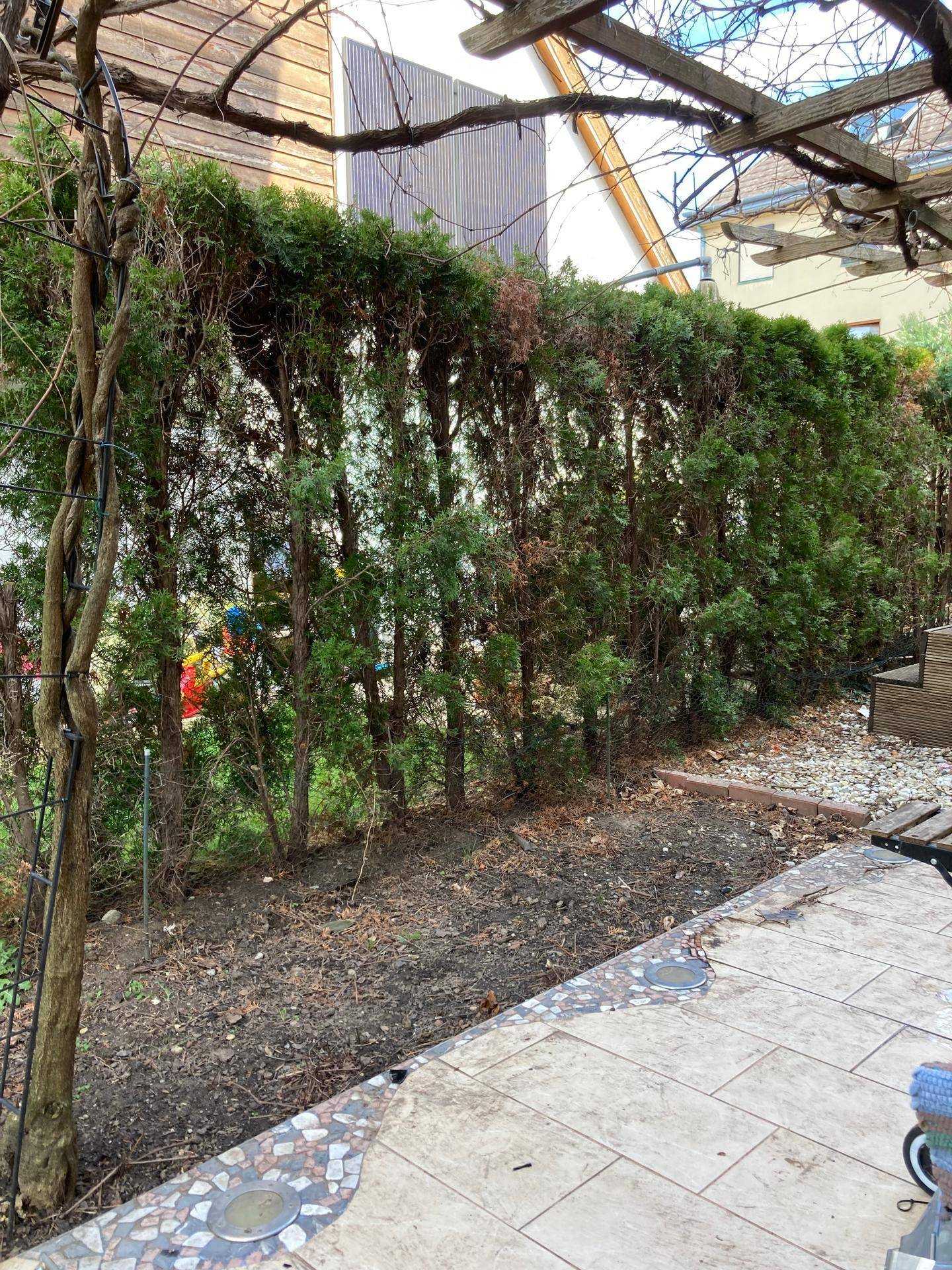 Garten mit hoher Hecke als Sichtschutz und gepflastertem Terrassenbereich.
