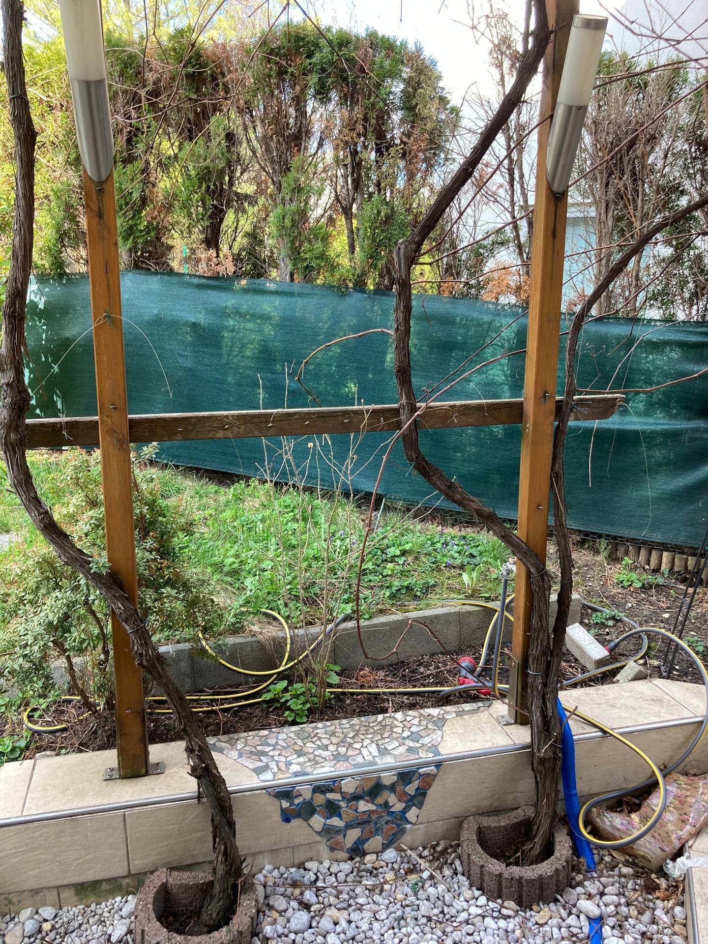 Gartenbereich mit Holzpergola, Kiesboden und grüner Sichtschutzwand im Hintergrund.