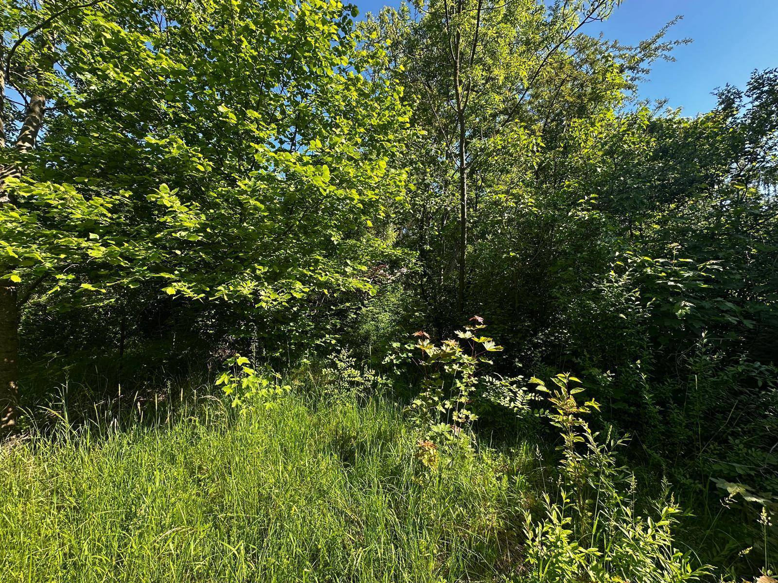 Dichte, üppige Vegetation mit verschiedenen Sträuchern und Bäumen, die ein natürliches Ambiente schaffen.