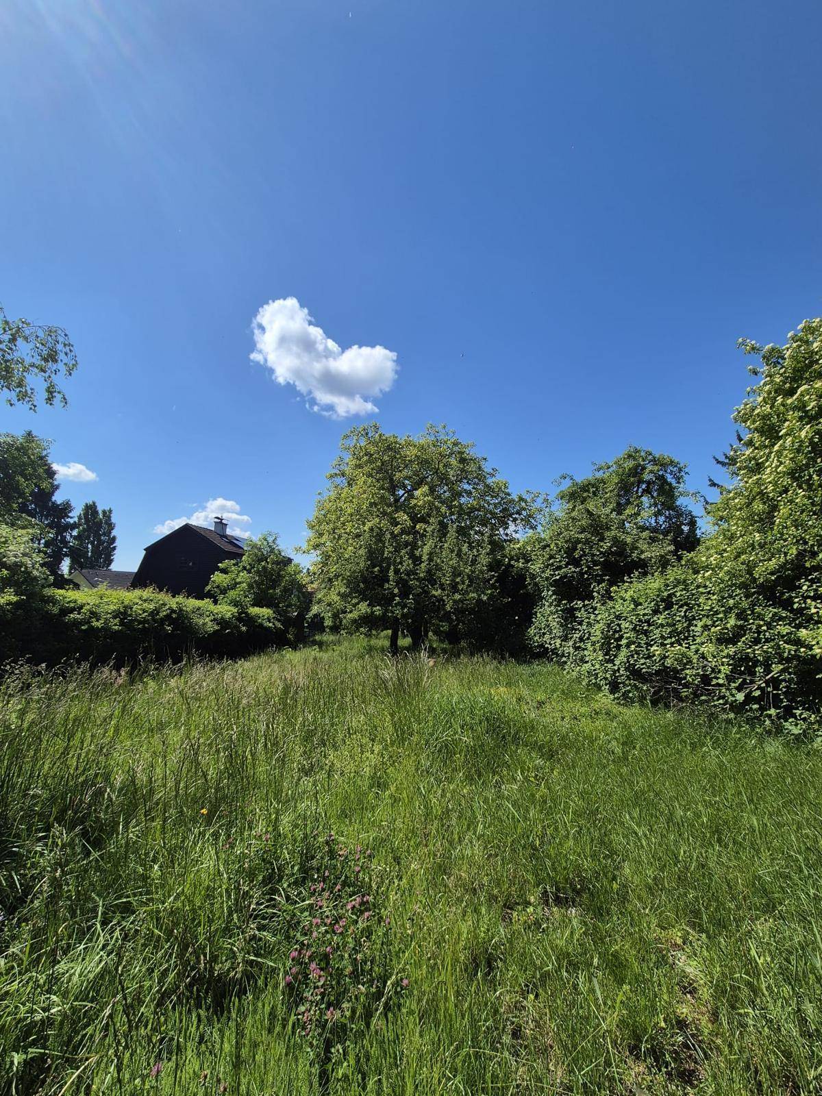 Weitläufiges, grasbewachsenes Grundstück mit einem großen Baum und einem Haus im Hintergrund unter blauem Himmel.