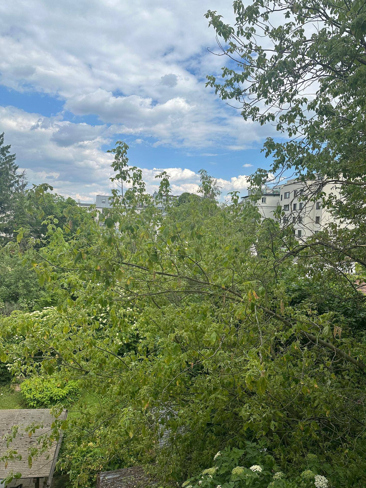 Grüner Ausblick auf Bäume und Gebäude unter einem blauen Himmel mit Wolken.