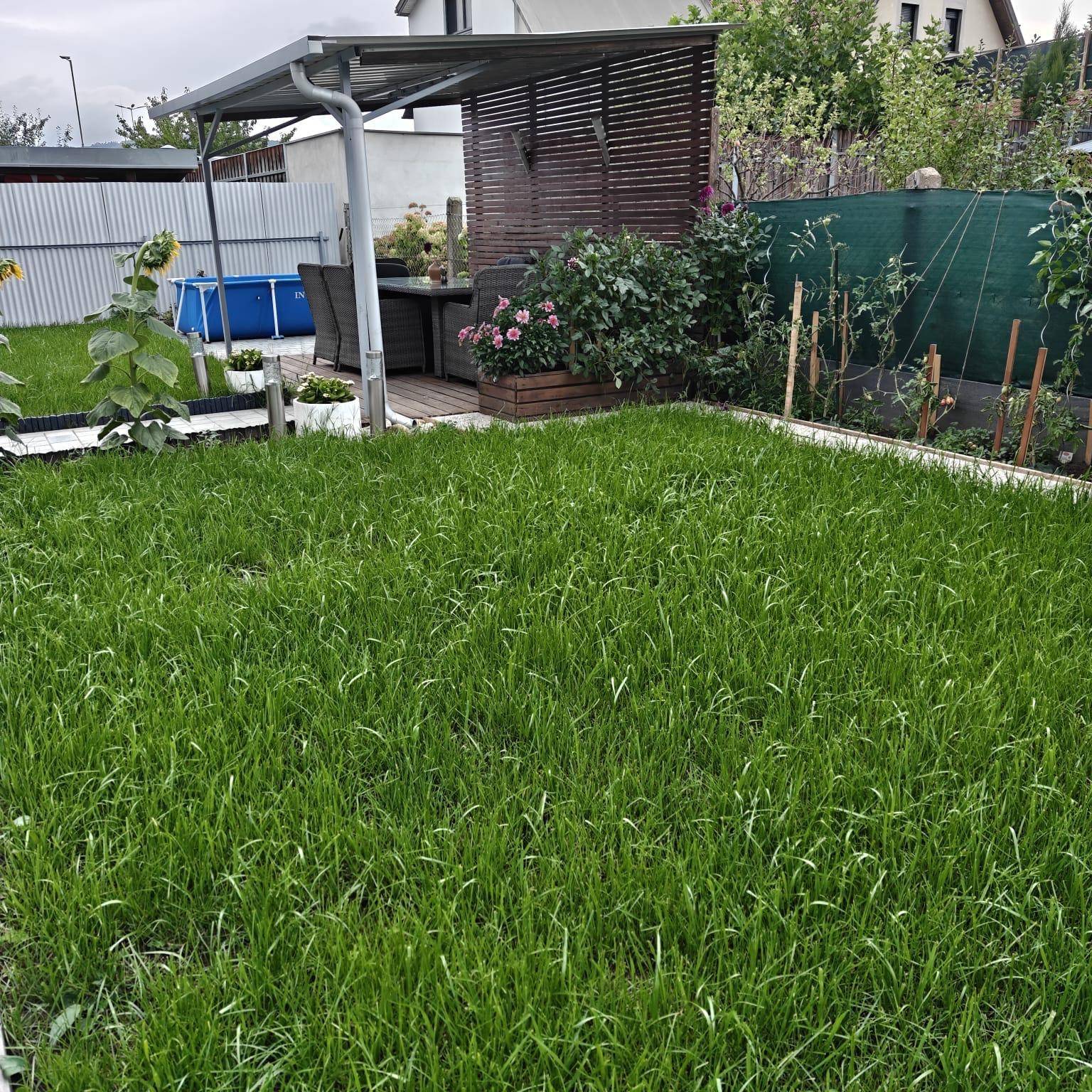 Gepflegte Rasenfläche im Garten mit einem überdachten Sitzbereich und einem kleinen Pool im Hintergrund.